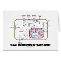 Signal Transduction Pathways Inside (Cell Biology) Card