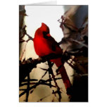 Signs Of Spring Card