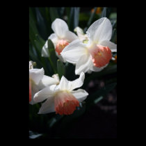 Signs Of Spring posters