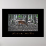 Sika Deer Buck & Forest Wildlife Art Print