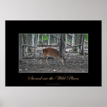 Sika Deer Buck & Forest Wildlife Art Print