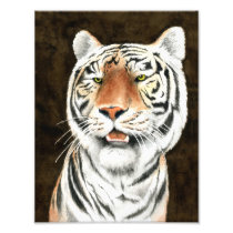 Silent Stalker Tiger Photo Print