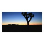 Silhouetted Joshua Tree photo cards