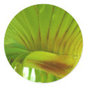 Silk Floss Palm stickers