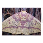 Silk Moth Greeting Cards