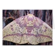 Silk Moth Greeting Cards