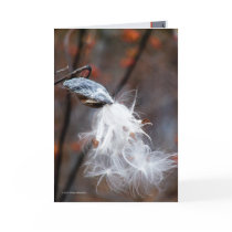 Silken Seeds Fly