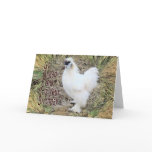 Silkie Rooster card