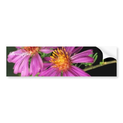 Silky Aster Bumper Stickers by animalpark