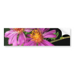 Silky Aster bumper stickers