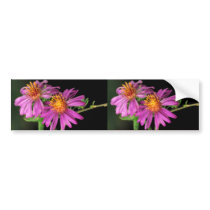 Silky Aster Bumper Sticker