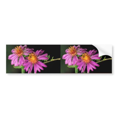 Silky Aster Bumper Sticker by animalpark