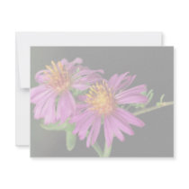 Silky Aster Invites