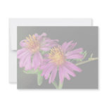 Silky Aster invitations