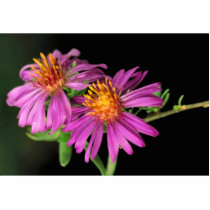 Silky Aster Photo Sculpture