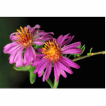 Silky Aster photo sculptures