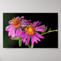 Silky Aster Poster