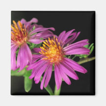 Silky Aster Refrigerator Magnet