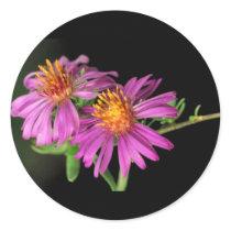 Silky Aster Sticker