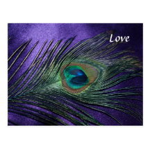 Silky Purple Peacock Feather Post Cards