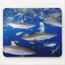 silky-sharks-feeding-689693-ga mouse pads