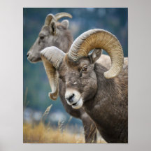Silly Boy Poster