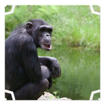 Silly Chimpanzee Personalized Announcement