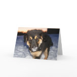Silly dog face Cards