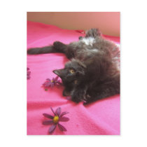 silly gal postcard