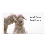 Silly Goats Photo Custom Photo Card