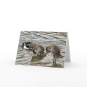 Silly Goose Love cards