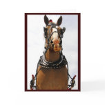 Silly Horse Greeting Cards