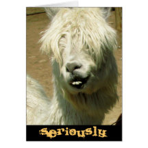 Silly Llama Birthday Card