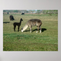 Silver alpaca and her cria print