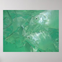 Silver Angelfish Canvas Print
