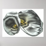 Silver Arum Lilies Print