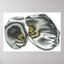 Silver Arum Lilies Print