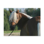 Silver Bay Miniature Horse Mare postcards