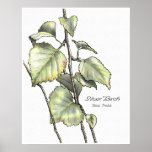 Silver Birch posters
