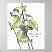 Silver Birch Posters