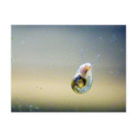 Silver-Blue-Gold Water Snail Postcards
