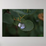 Silver Drop Posters