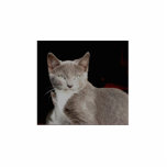 Silver - Feral Cat Photo Sculpture photo sculptures
