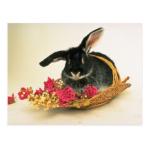 Silver fox rabbit named Boris flowers Post Cards
