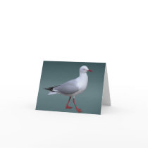 Silver Gull Notecard