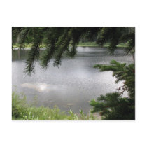 Silver Lake Framed by Evergreen Boughs Post Card