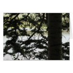 Silver Lake Through Pine Branches Card