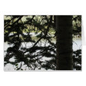 Silver Lake Through Pine Branches cards