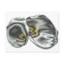Silver Lilies Post Card