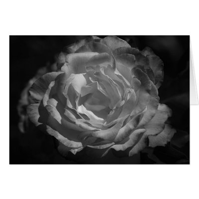 Silver Rose Greeting Card by imagemosaic